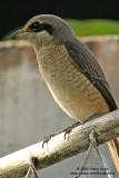 Brown Shrike
Scientific name - Lanius cristatus
Habitat - Common in all habitats at all elevations.