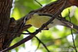 Golden-bellied Flyeater
Scientific name - Gerygone sulphurea
Habitat - Common in open country, second growth, mangroves and even in residential areas.