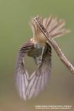 Brown Shrike 

Scientific name - Lanius cristatus 

Habitat - Common in all habitats at all elevations.
