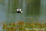Pheasant-Tailed Jacana
Scientific name - Hydrophasianus chirurgus
Habitat - Locally common in wetlands with floating and emergent vegetation.