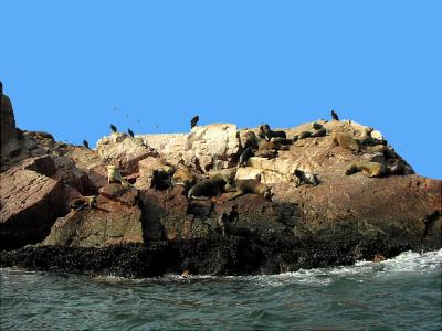 Sea Lions &  Condors