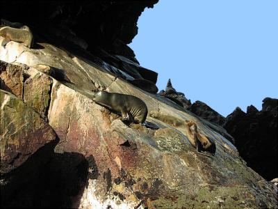 u11/locozodiac/medium/2421467.SeaLions.jpg