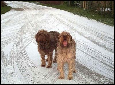 They liked snow