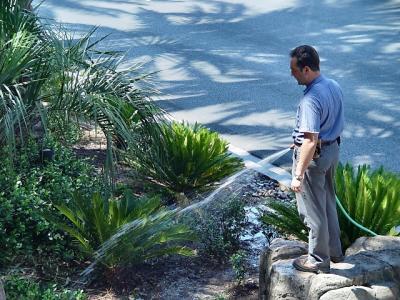 Watering the plants along the Strip in LV