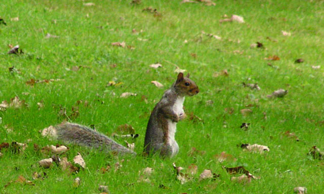Squirrel at Aberdulais