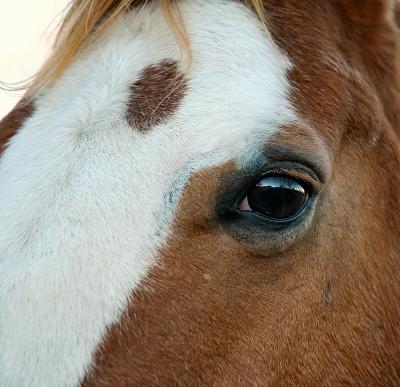 Window To The Soul.jpg