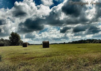 Hay Field.Original
