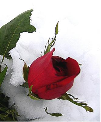 u11/lrolfe/medium/38070901.newsnowrose.jpg
