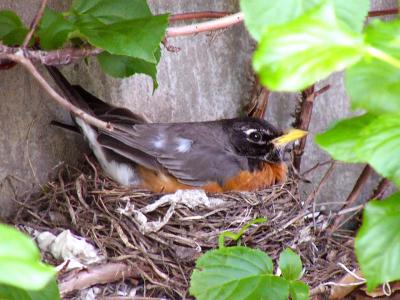 the robin ~ May 3rd