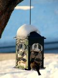 bird and snowy feeder