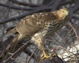 Sharp-shinned Hawk - Dinner 2