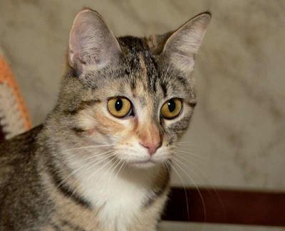 Cats at People 4 Pets