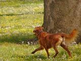 RedDog2
