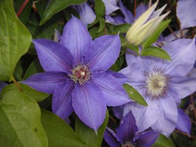 PurpClematis.1231