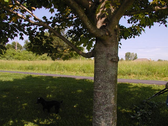 FrogTree-see next.1654