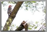 Red-bellied Woodpecker