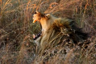 African Safari -- Londolozi
