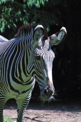 Grevy's Zebra