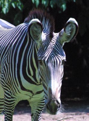 Grevy's Zebra