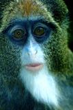 DeBrazzas Monkey Close up