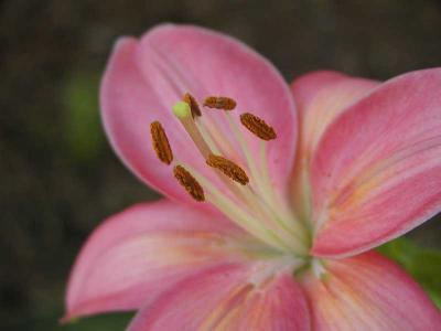Asian Lily