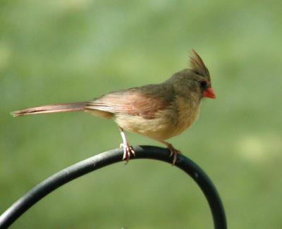 Female Cardinal