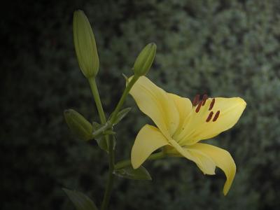Asian Lily (yellow)