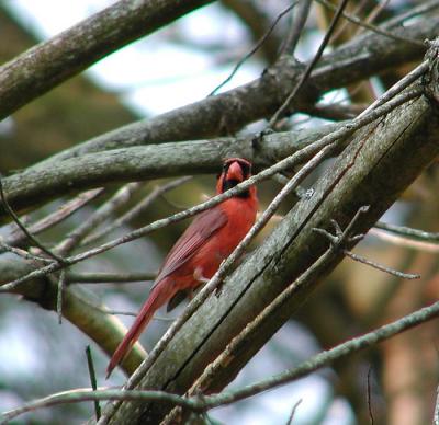 Cardinal (male)