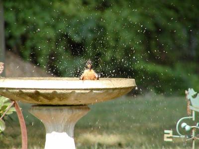 Robin bathing