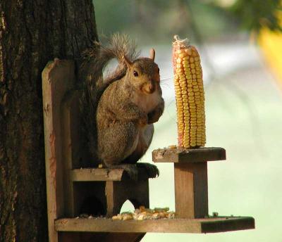 Squirrel on his throne!