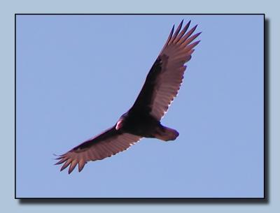 Turkey Vulture soars over Hanging Rock
