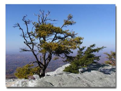 Pines atop Moore's Knob