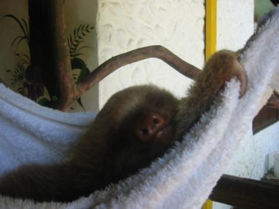 the baby sloth wakes up!