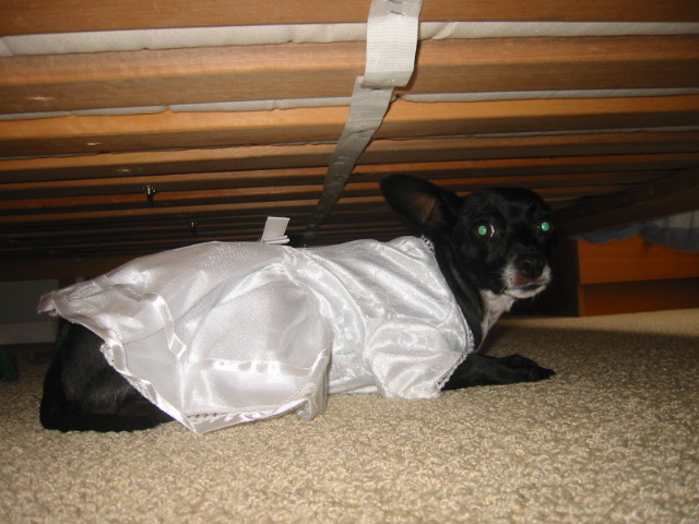 being shy under the bed before the party starts