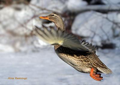 Forceful Departure - Mallard Duck