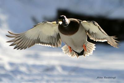 Tough Cookie - Mallard Duck