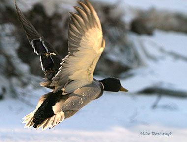 Northern Fantasy - Mallard Duck