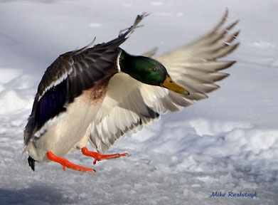 Mallard Winter Gymnastics