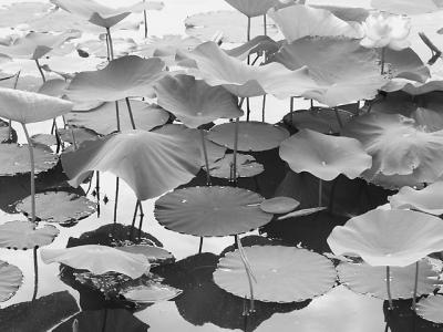 u11/magnetic9999/medium/2556927.lilypads640_bw.jpg