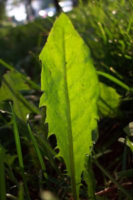 citypark leaf, sun backlit - macro