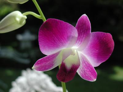 orchids4.jpg