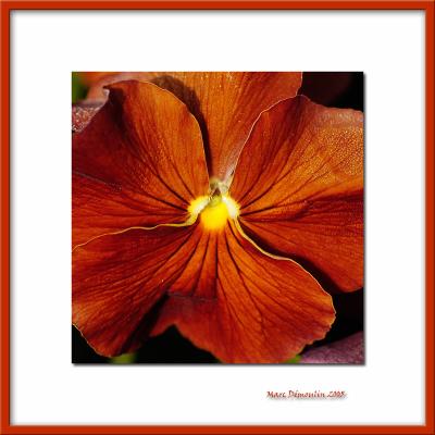 Dark orange flower, Bry/Marne