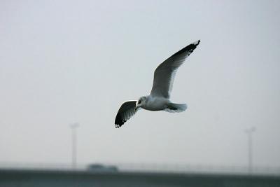 Gull and Vsterbron