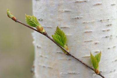 May 1: Birch leaves