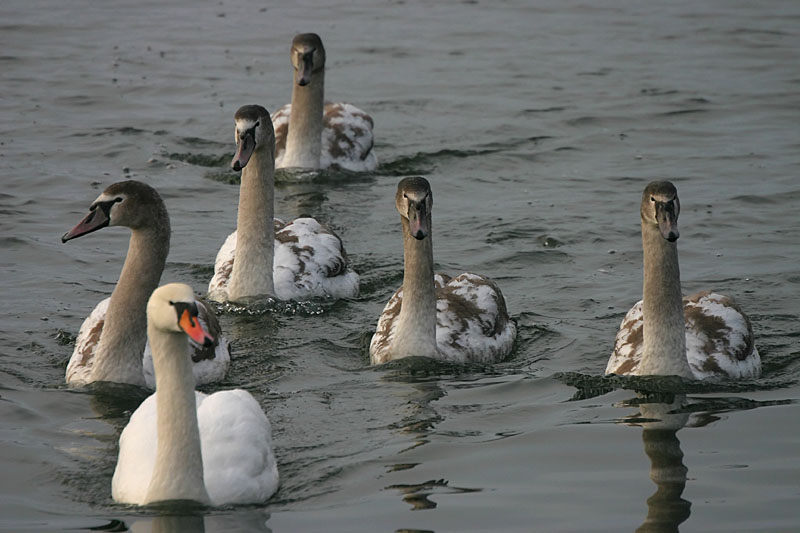 Swan family