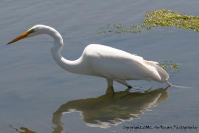 Great Egret