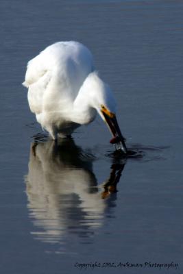 Egrets