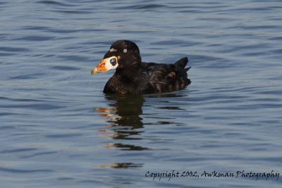 Sea and Shore Birds
