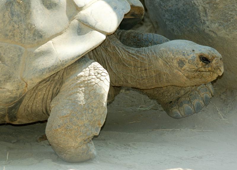 tort.jpg