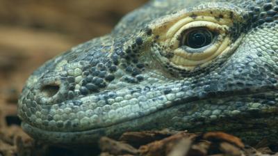 komodo.jpg